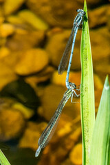Pseudagrion furcigerum