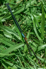 Pseudagrion furcigerum