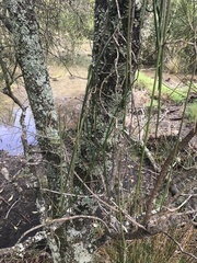Dendrobium teretifolium