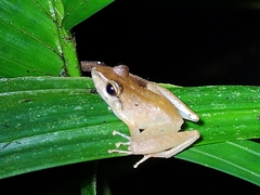 Craugastor crassidigitus