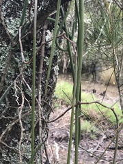 Dendrobium teretifolium