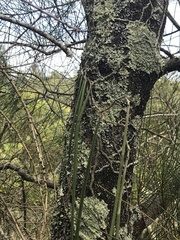 Dendrobium teretifolium