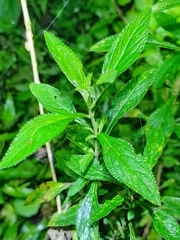 Lippia alba
