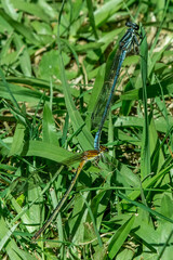 Pseudagrion furcigerum