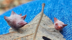 Cynips douglasii