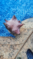 Cynips douglasii