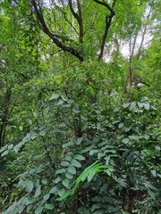 Polyscias diversifolia