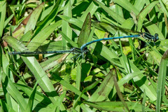 Pseudagrion furcigerum
