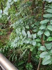 Polyscias diversifolia