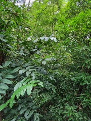 Polyscias diversifolia