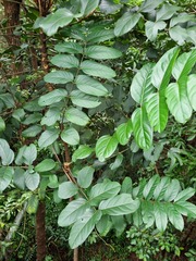 Polyscias diversifolia