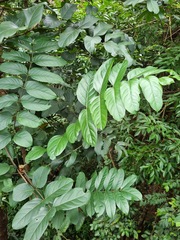 Polyscias diversifolia