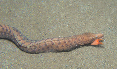 Gymnothorax zonipectis