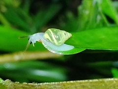 Drymaeus sulphureus