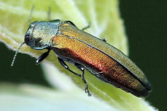 Agrilus subauratus