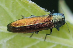 Agrilus subauratus