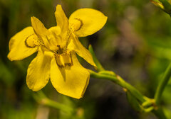 Moraea ramosissima