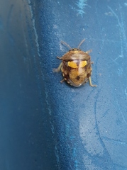 Aspideurus flavescens