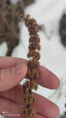 Leonurus quinquelobatus