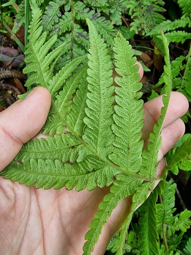 Image of Pozo's Marsh Fern (Leptogramma pozoi) by (c) Vítor Jorge, some rights reserved (CC BY)