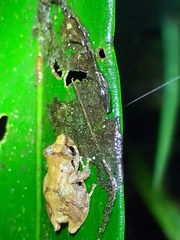 Pristimantis ridens