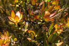 Leucadendron gandogeri