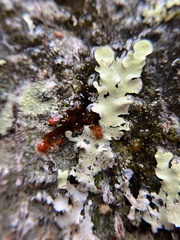 Cladia aggregata
