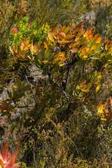 Leucadendron gandogeri