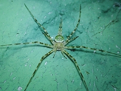 Neotama mexicana