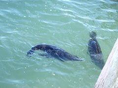 Arctocephalus pusillus