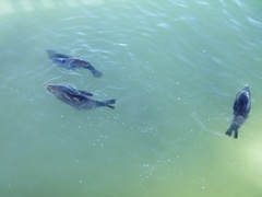 Arctocephalus pusillus