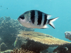 Abudefduf natalensis