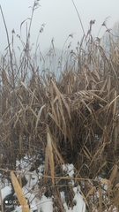 Phragmites australis