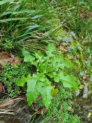 Sonchus fruticosus image