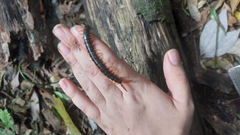 Cormocephalus westwoodi