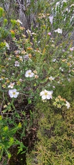 Leptospermum squarrosum