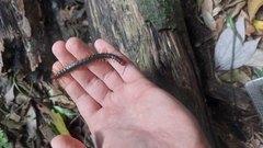 Cormocephalus westwoodi