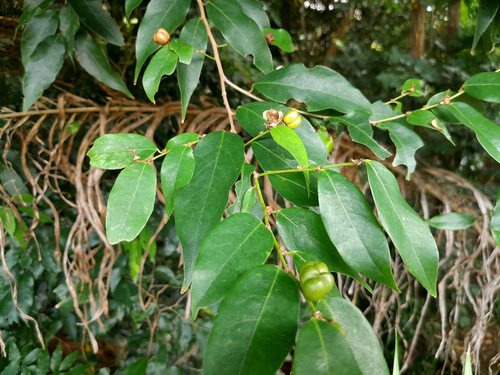 Cleistanthus apodus observed 2022-12-17