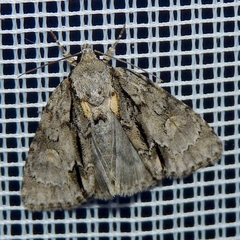 Acronicta strigosa