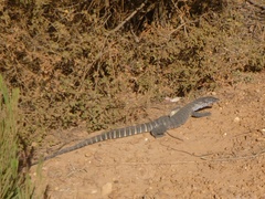 Varanus rosenbergi