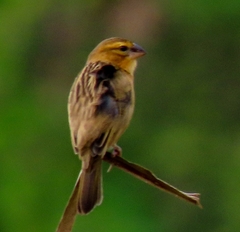 Ploceus hypoxanthus