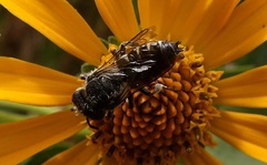 Coelioxys conoideus