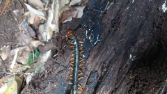 Cormocephalus westwoodi