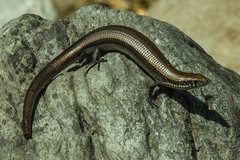 Tetradactylus seps