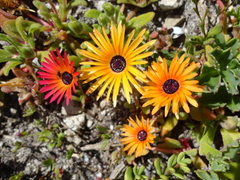 Cleretum bellidiforme