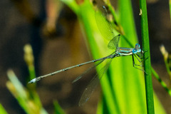 Lestes virgatus