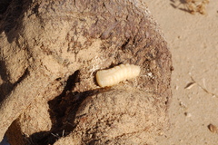 Neoplocaederus scapularis