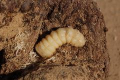 Neoplocaederus scapularis