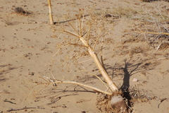 Neoplocaederus scapularis