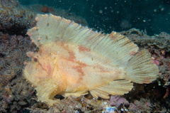 Taenianotus triacanthus